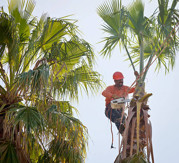 How Our Tree Care Process Works  in  Fort Walton Beach, FL