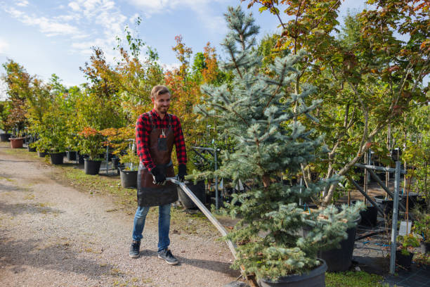 Best Tree Removal  in Fort Walton Beach, FL